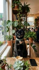 a person and their cat match